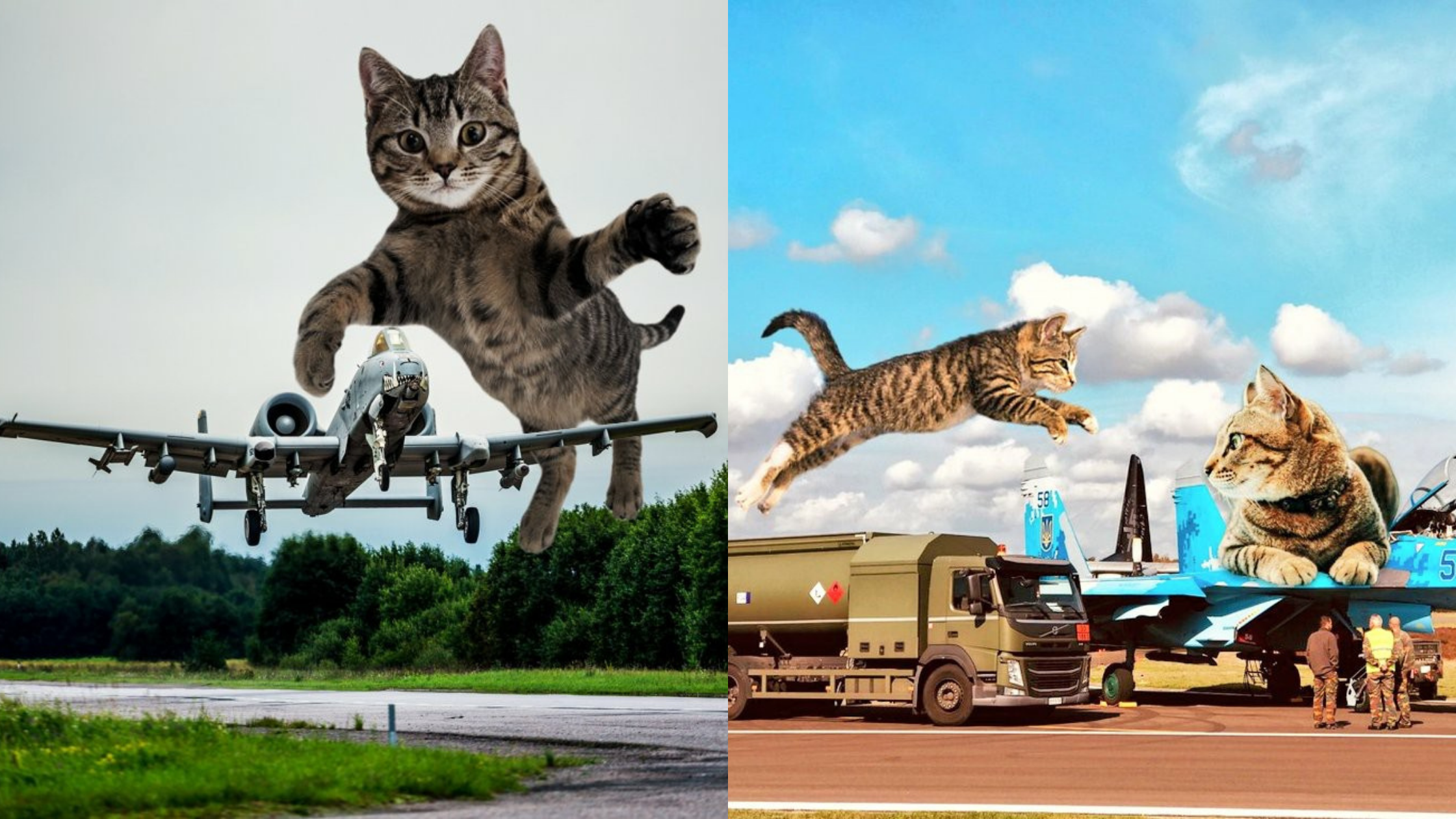 These Giant Military Cats Are Hilarious